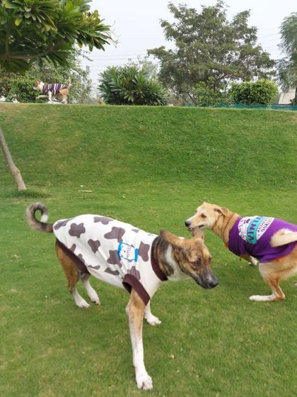 A moment of friendly interaction between two dogs during winter playtime.