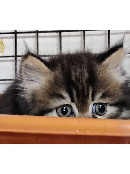 The Cat House - Kittens for Sale A Rainbow of Kittens photo 6