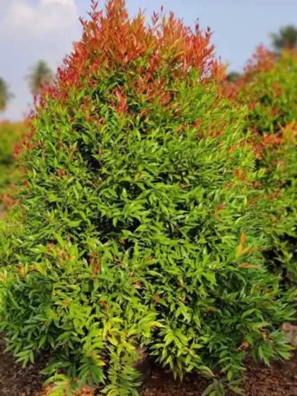 A close-up of a Syzygium 'Christina' shrub, highlighting the vibrant red new leaves that contrast beautifully with the older green foliage.