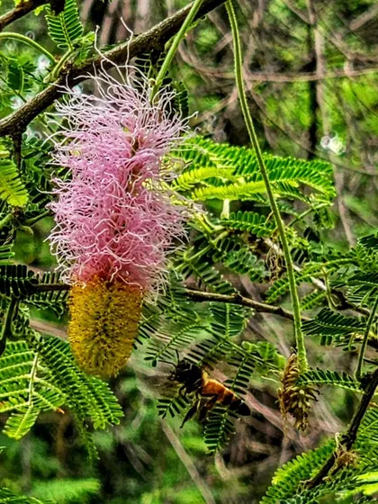 A bee flies towards the pink and yellow flower of a Sickle Bush. Our restored bundhs have become a haven for pollinators.