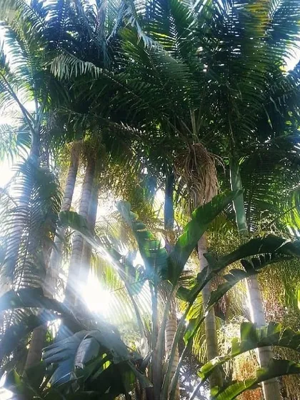 We often use a variety of palm trees to create a tropical and luxurious feel for resorts, farmhouses, and corporate headquarters.