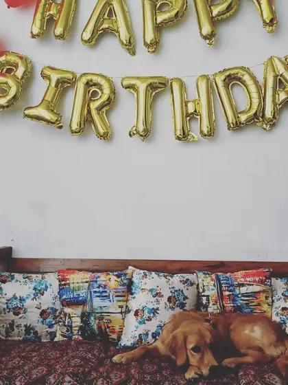 Even the birthday boy needs a little rest. After a lot of playing, Pablo took a break on the sofa, right under his birthday banner. It shows how comfortable and at home the dogs feel here.