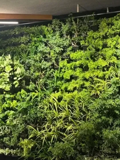 A vertical garden is more than a wall of plants; it is a living, breathing system. This installation at the Karnataka Golf Association demonstrates how a green wall can transform a commercial space by improving air quality, absorbing sound, and creating an immersive natural experience.