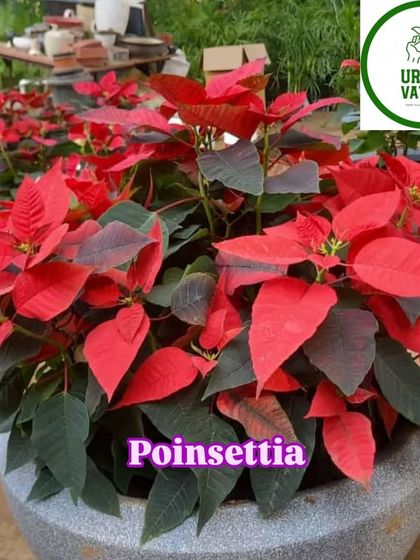 The Poinsettia plant, a classic for adding festive red colour to your home or garden.
