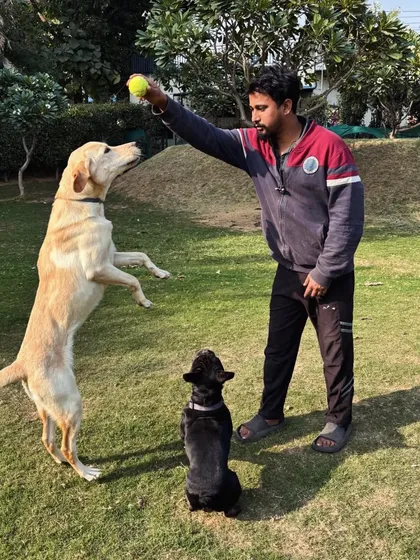 A Labrador and a French Bulldog playing with one of my team members. Our staff is trained to engage with dogs in a way that is both fun and reinforces good behavior.