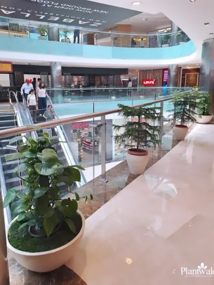 A large bowl planter with a thriving Pothos plant is placed near an escalator, softening the hard lines of the mall's interior. Pothos are great for commercial spaces as they are hardy and grow beautifully.