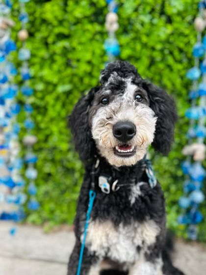 Tulsa Dog Trainer - Immersive Board & Train Programs Board & Train Graduates photo 115