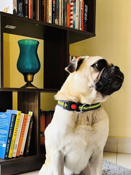 PL Paws - Dog Adoption Services Happy Tails: Our Adoptees in Their Forever Homes photo 125