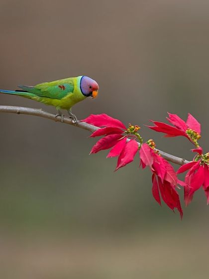 A Plum-headed Parakeet curiously inspects a bright red Poinsettia flower, creating a beautiful and festive image.