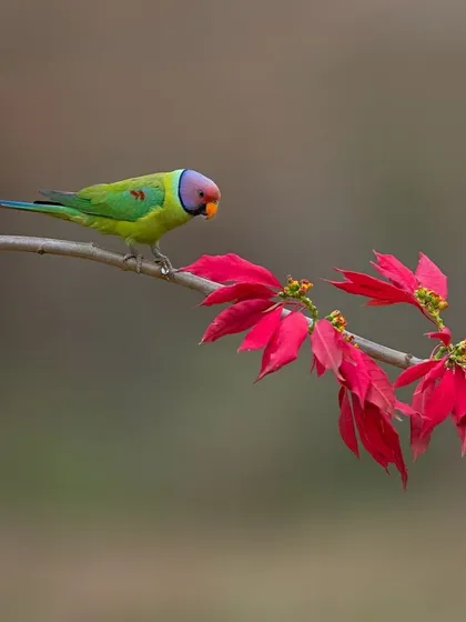 A Plum-headed Parakeet curiously inspects a bright red Poinsettia flower, creating a festive and colorful image.