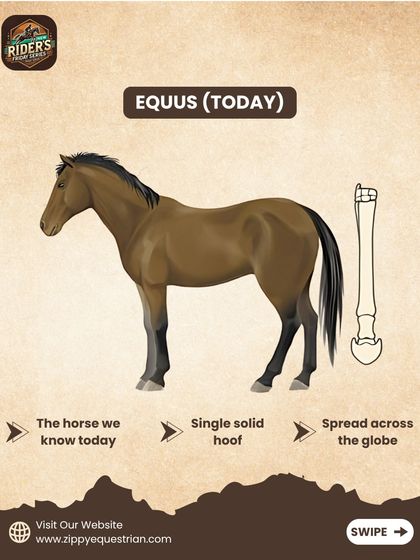 From tiny forest dwellers to the majestic animals we ride today, the evolution of the horse is incredible. Our educational series explores topics like this to give riders a deeper appreciation for their equine partners.