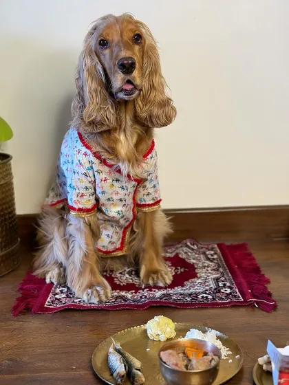 Subho Noboborsho 1431. Posto sitting on his little asan (mat), ready for his festive meal.