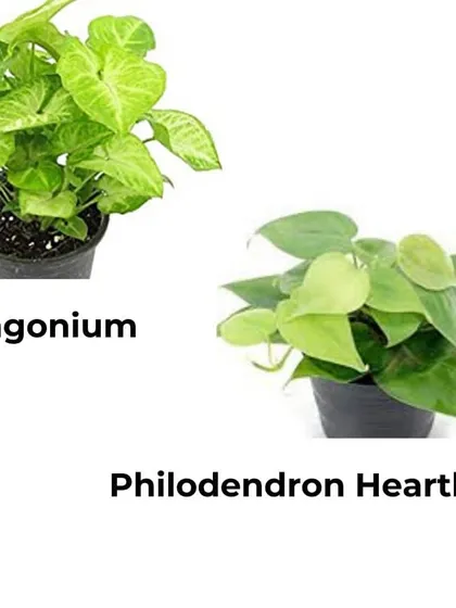 The Syngonium, or Arrowhead Plant, and the Philodendron Heartleaf are beautiful vining plants. They can be trained to climb or left to trail from a hanging basket or shelf.