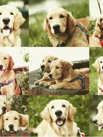 A collage of the handsome twin brothers, Tom and Jerry. These two Golden Retrievers were a joy to have and brought double the fun.