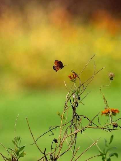 A butterfly in flight against a soft, painterly background of autumn colors.
