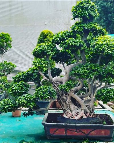 Bonsai Tree Services