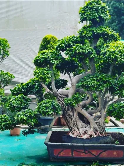 A classic Ficus bonsai in a traditional pot, showcasing its intricate trunk and dense canopy. We have a wide variety of bonsai trees suitable for different styles and settings.