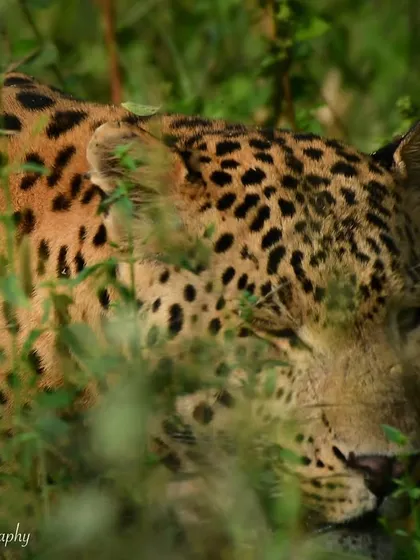 A weekend wink from Rana, a leopard in Jhalana. His subtle expression adds a touch of personality and humor to this portrait of a magnificent predator.