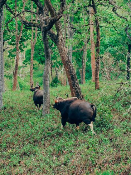 Puneeth - Cinematography for Film & Digital Media Wildlife & The Western Ghats photo 24