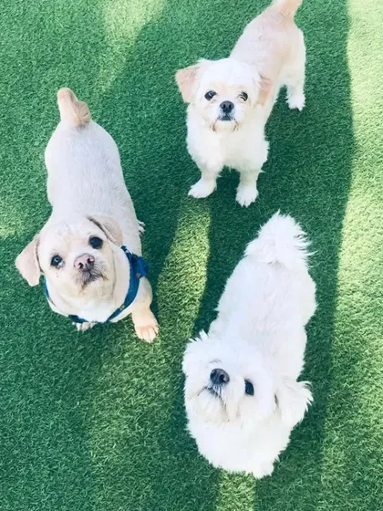 More from our adorable white dog trio, looking up with the sweetest expressions.