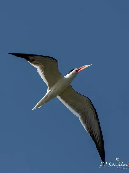 An endangered Indian Skimmer soars gracefully against a clear blue sky over the National Chambal Sanctuary. This shot represents our commitment to conservation and the art of capturing birds in flight.
