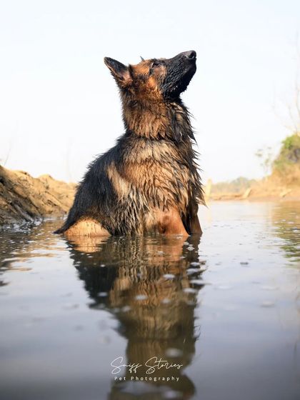 Sniff Stories - Pet Videography Paws, Splashes, and Muddy Noses photo 6