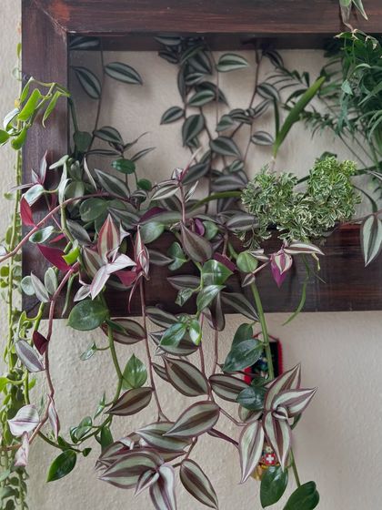 A close-up of the vibrant Wandering Jew plant in the wooden frame. Its purple and silver leaves add a rich splash of color and texture to the arrangement.