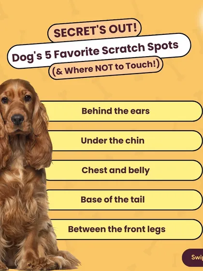 Secret's out. We're sharing a dog's five favorite scratch spots, including behind the ears and under the chin. Knowing where to scratch is key to unlocking tail-wagging bliss.