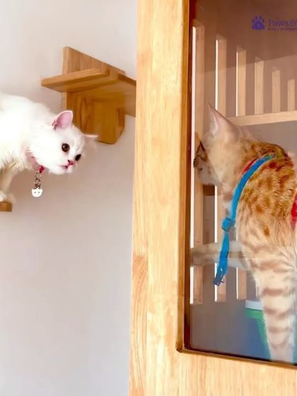 PawsnCollars - Pet Boarding & Hotel The Kitty Cottage: For Our Feline Guests photo 16