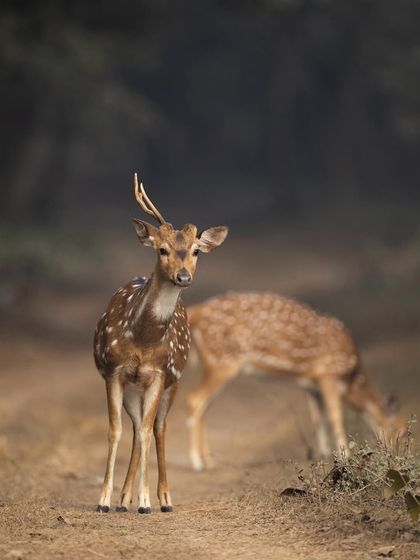 A Spotted Deer stag stands alert on a forest path. Their constant vigilance is a reminder that predators are never far away.