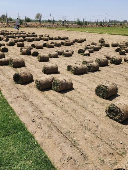 Delhi Gardner - Wholesale Plant & Turf Supply Natural Grass Turf: From Our Farm to Your Project photo 50