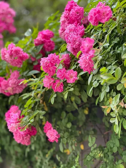 A close-up of vibrant pink climbing roses. We select rose varieties that are vigorous, disease-resistant, and provide a long season of beautiful blooms.
