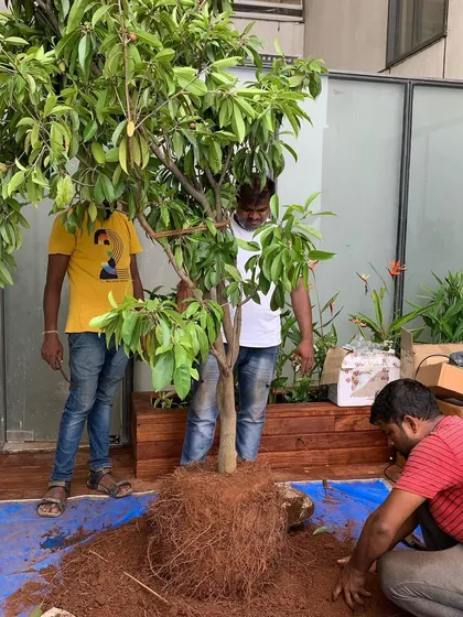 It takes a team to position a large tree. Here we are carefully planting a Chikoo tree in its new home on a client's terrace.