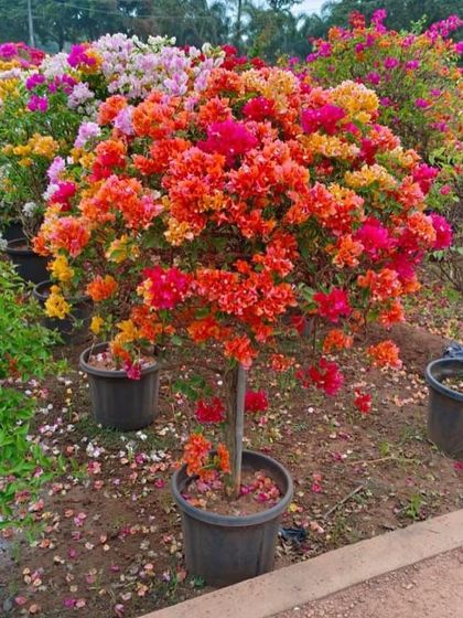 A stunning multi-colored Bougainvillea, showcasing a vibrant mix of orange, pink, and yellow blossoms. We take pride in nurturing such unique and eye-catching specimens for our clients.