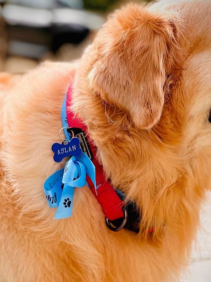 A close-up of the personalized tag and grooming ribbon. It's all in the details!