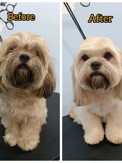Mamppi Deb - Pet Grooming & Styling Complete Makeovers: Before & After photo 16