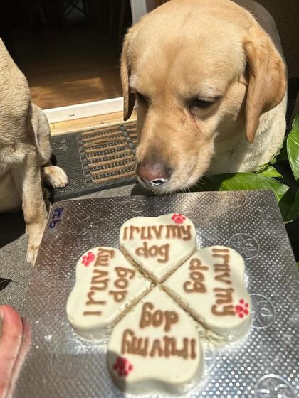 Our "I RUV MY DOG" dognut cake is the perfect Valentine's treat. It's shaped like a four-leaf clover and made for sharing.