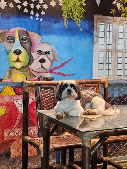 A Shih Tzu poses perfectly in front of one of our vibrant, dog-themed murals, showcasing the artistic and fun vibe of our park.