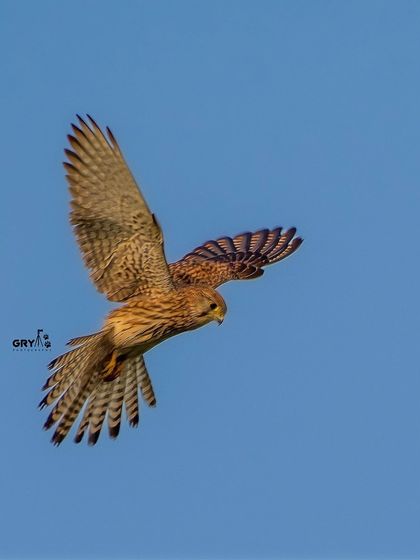 A Common Kestrel hovers in the sky, a behavior characteristic of its hunting technique. Capturing this dynamic suspension in a still image is a rewarding challenge.