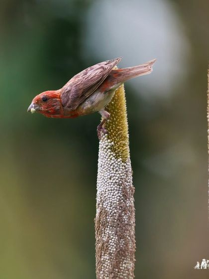 A Common Rosefinch enjoys a meal of maize. Observing these mixed feeding flocks is a great opportunity to see multiple species at once.