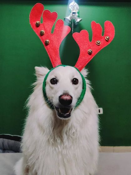 Poochkoo - Pet Events & Parties Festival Paw-ties photo 7