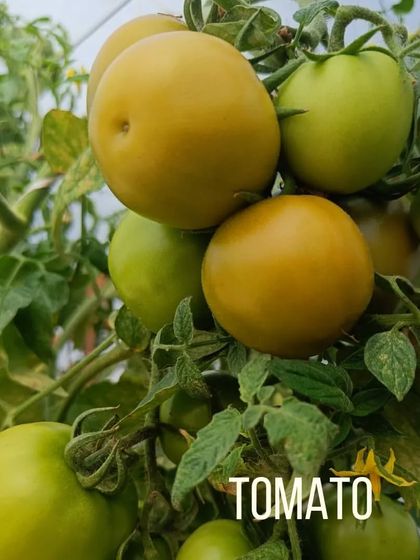 A collection showing tomatoes in various stages of growth, from green to fully ripe.