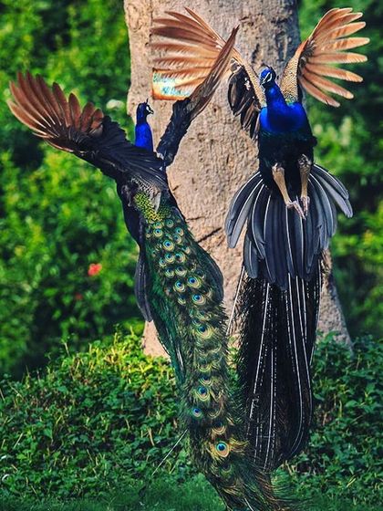 I was blessed by God to capture this image of peacocks fighting on World Earth Day, April 22nd, 2014. It is a reminder that we must "Invest in our Planet" and shift back to the simple living and high thinking that our elders taught us.