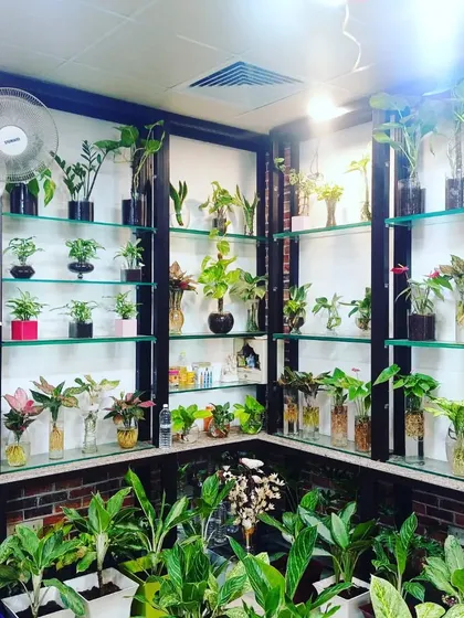 My showroom displays a wide variety of indoor and hydroponic plants. This setup shows the quality and range I offer, from plants that grow in water to those in decorative pots, ready to bring greenery into your home or office.