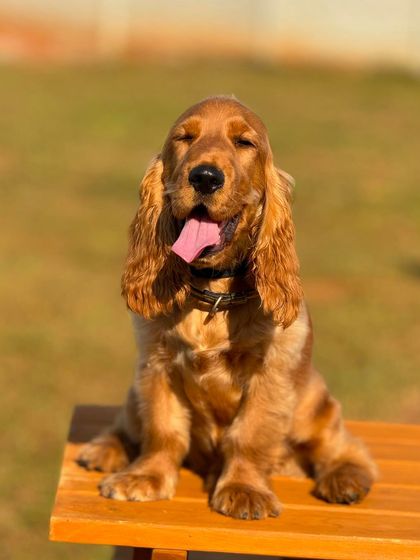 The Pawsome Camp - Dog Daycare & Boarding Our Pack: Portraits from the Camp photo 31