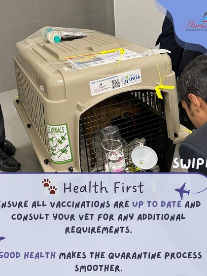 Anvis - Pet Relocation Preparing for Travel: Health, Safety & Documentation photo 38