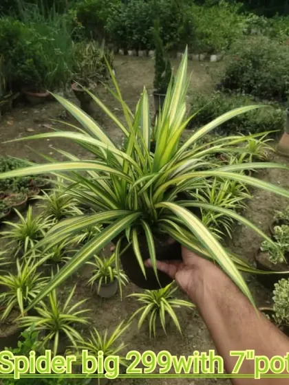 This is a big, healthy Spider Plant from my nursery. I personally check every plant to make sure you get the best quality for your home.