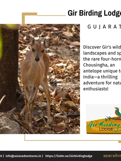 The rare Four-horned Antelope, or Chousingha, spotted in the dry forests around Gir. Staying at our Gir Birding Lodge increases your chances of seeing such unique and shy wildlife.