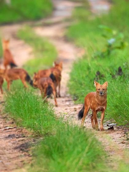 The Cuon pack on the move in Bandipur. This sequence shows the entire pack trotting down a jungle path, with one individual looking back, offering a great view of their coordinated movement and structure.