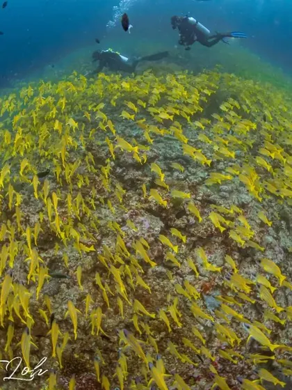 The reefs in the Maldives are bursting with color. Here, a massive school of blue-striped snappers creates a vibrant yellow cloud over the coral, a perfect example of the healthy and dense fish populations you will dive amongst.